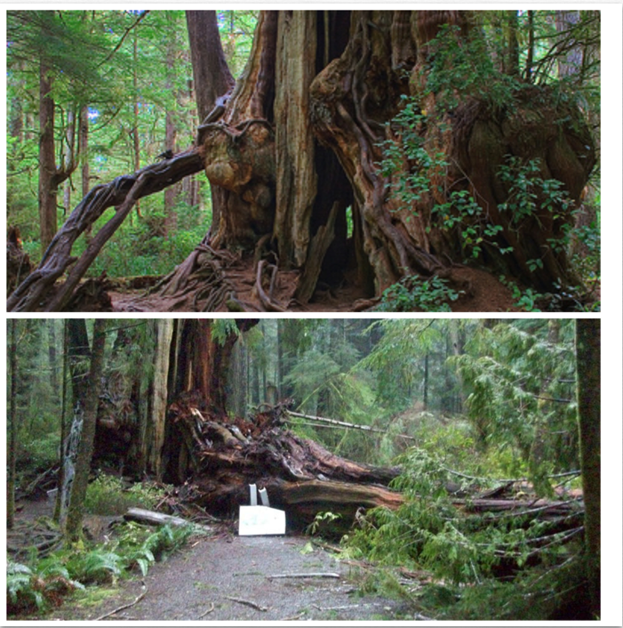 Before . . . and after Olympic National Park