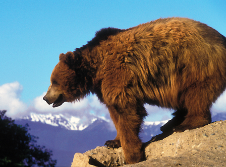 National Park Service Identifies 'Preferred Alternative' to Restore Grizzly  Bears to the North Cascades · National Parks Conservation Association