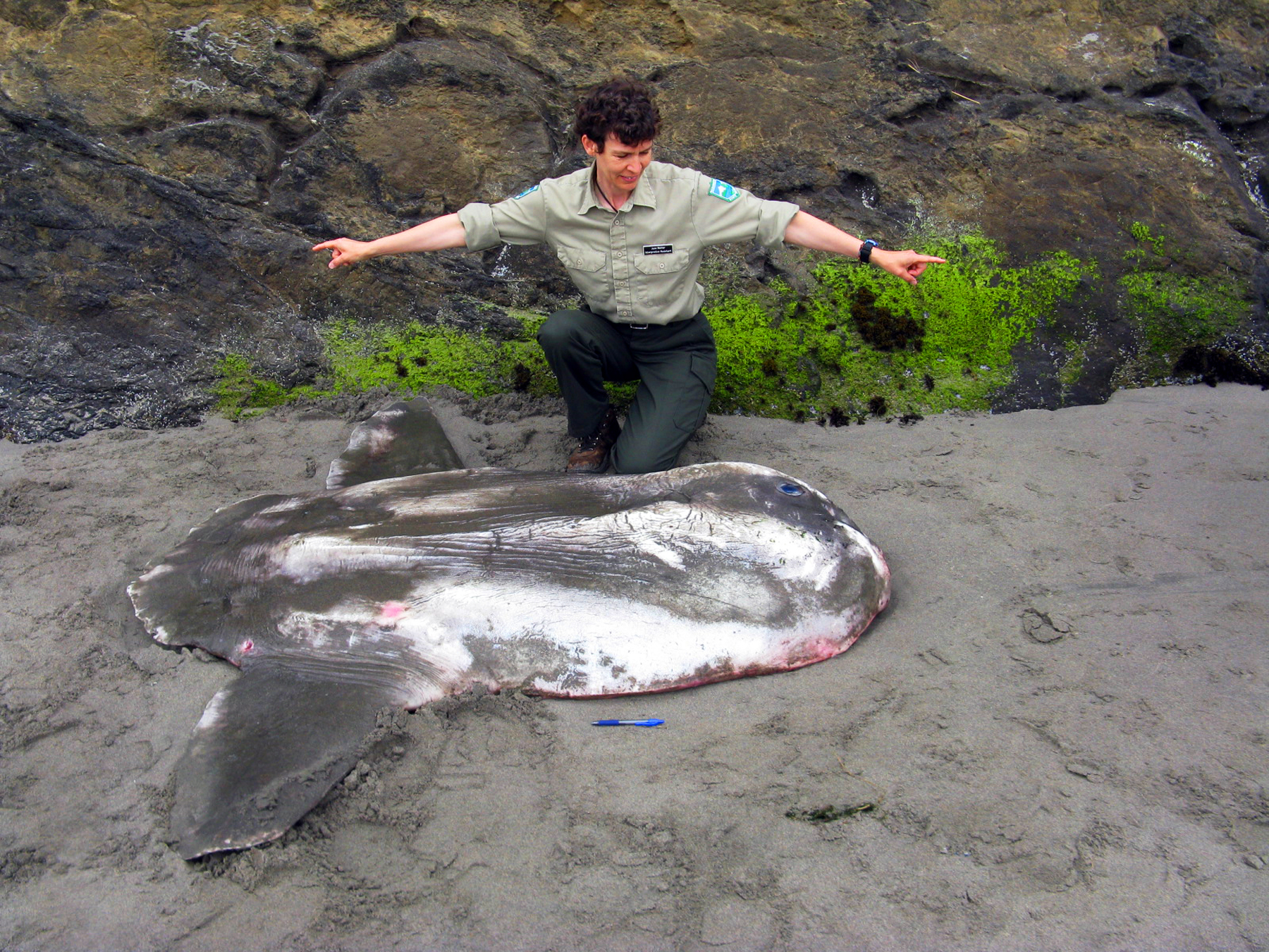 The 7-foot ocean sunfish is shown with June Mohler