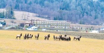 The Dungeness herd of Roosevelt elk relaxes Tuesday in Fred and Loretta Grant's field off Sequim Bay Road just east of Sequim. Drivers are being advised to keep a lookout for the elk trying to cross U.S. Highway 101