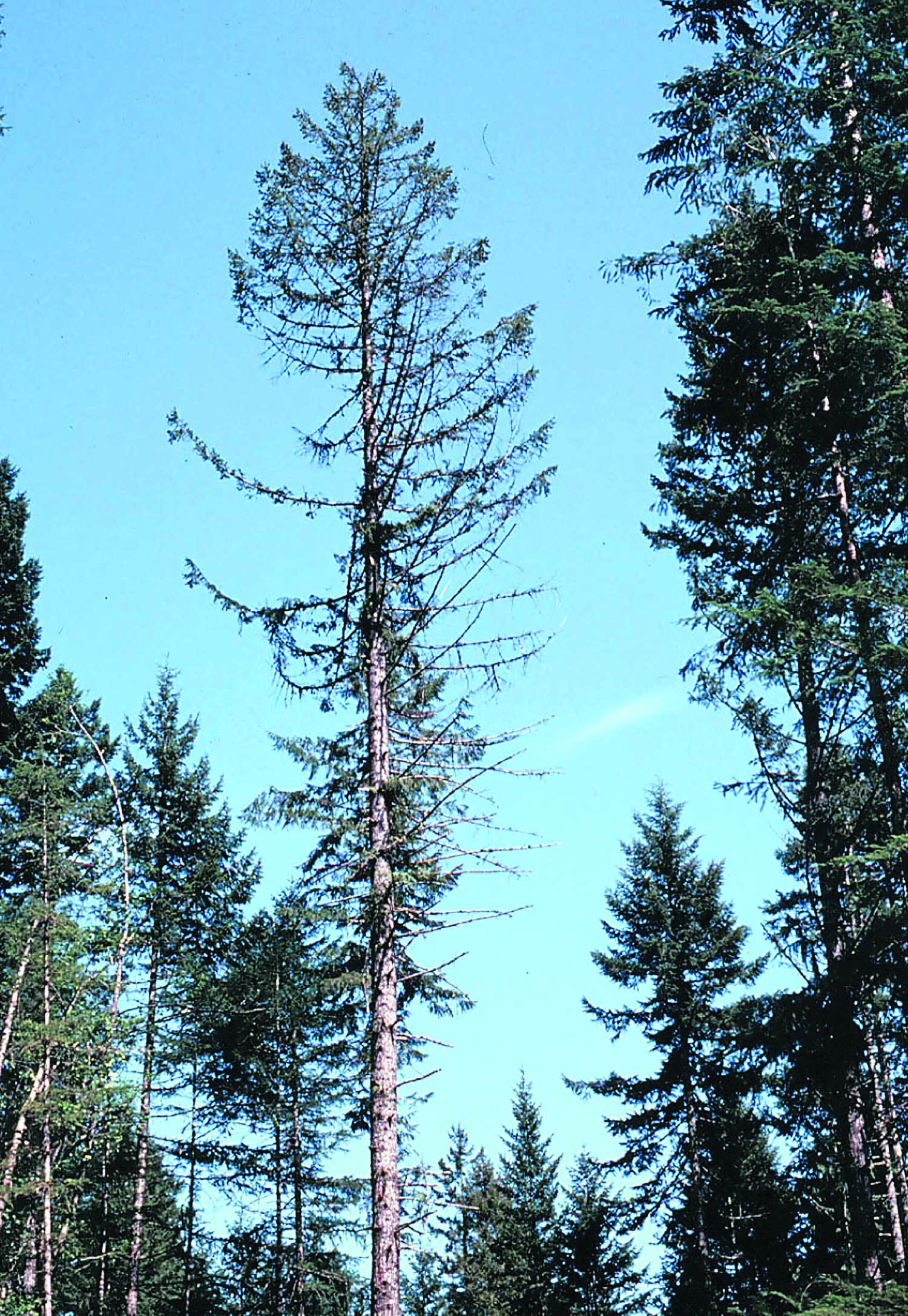 This is a Douglas fir that suffers from so-called root rot.  —Department of Natural Resources photo