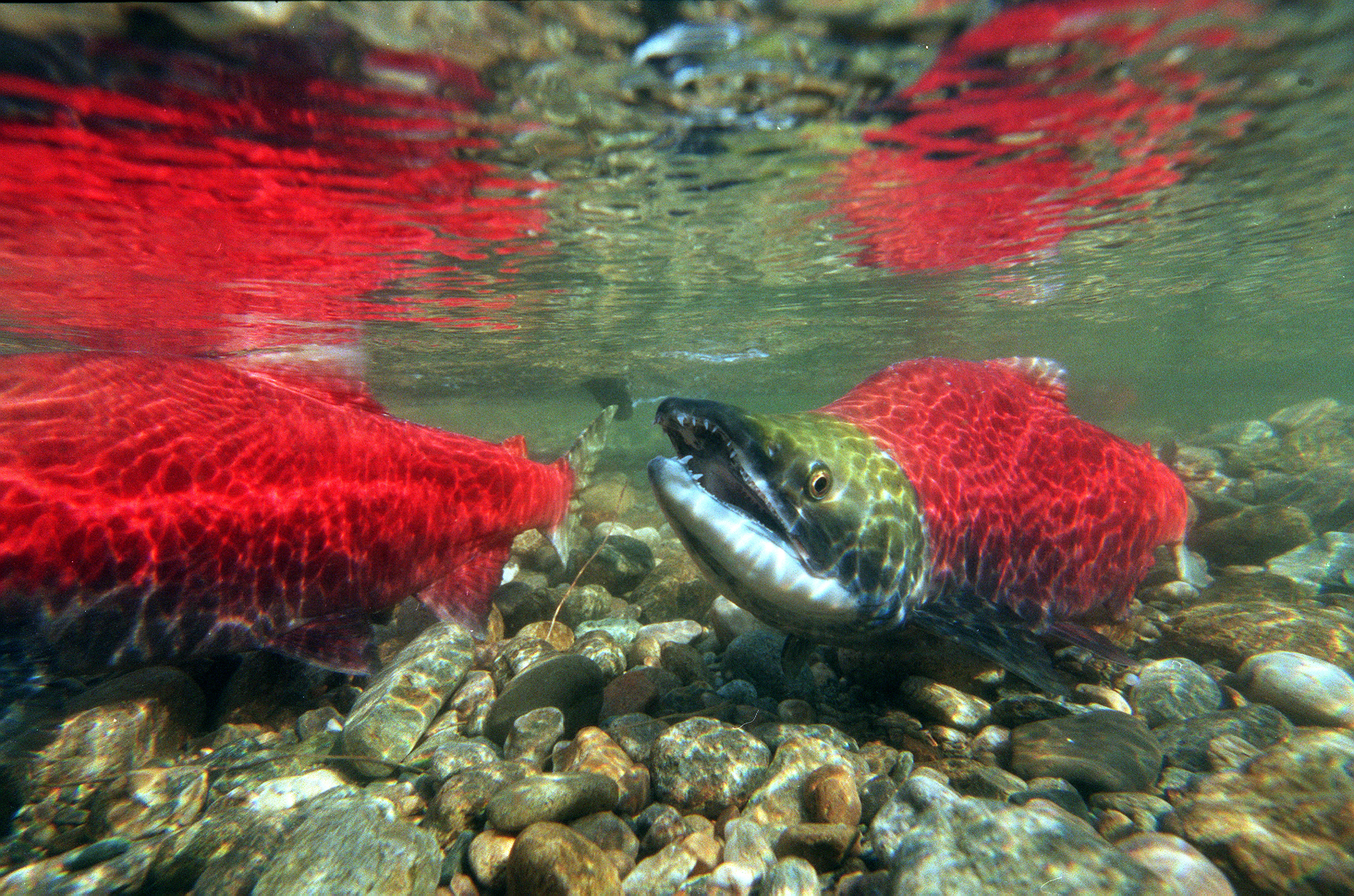 In their bright red spawning colors
