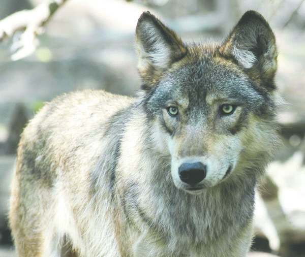 Eight packs of gray wolves roam Eastern Washington. A state legislator from a district there offered to send "the majestic species" to wolf lovers in Western Washington. The Associated Press