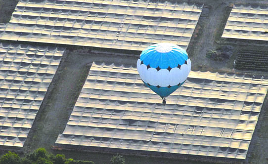 A hot-air balloon floats over canopied farm fields in the Dungeness Valley in August as part of the Sequim Balloon Festival. Keith Thorpe/Peninsula Daily News