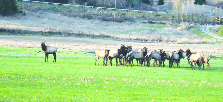 The Dungeness herd of Roosevelt elk makes a stop in Sequim for breakfast Tuesday in a field north of the Holiday Inn Express on East Washington Street. Joe Smillie/Peninsula Daily News