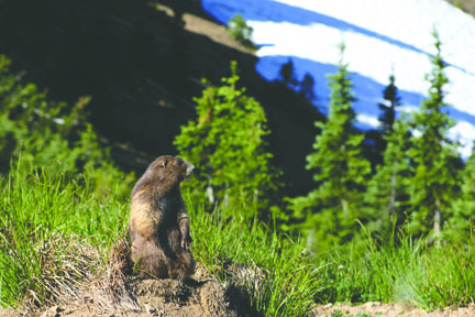 An Olympic marmot surveys the terrain beside Olympic National Park's Hurricane Hill. Diane Urbani de la Paz/Peninsula Daily News