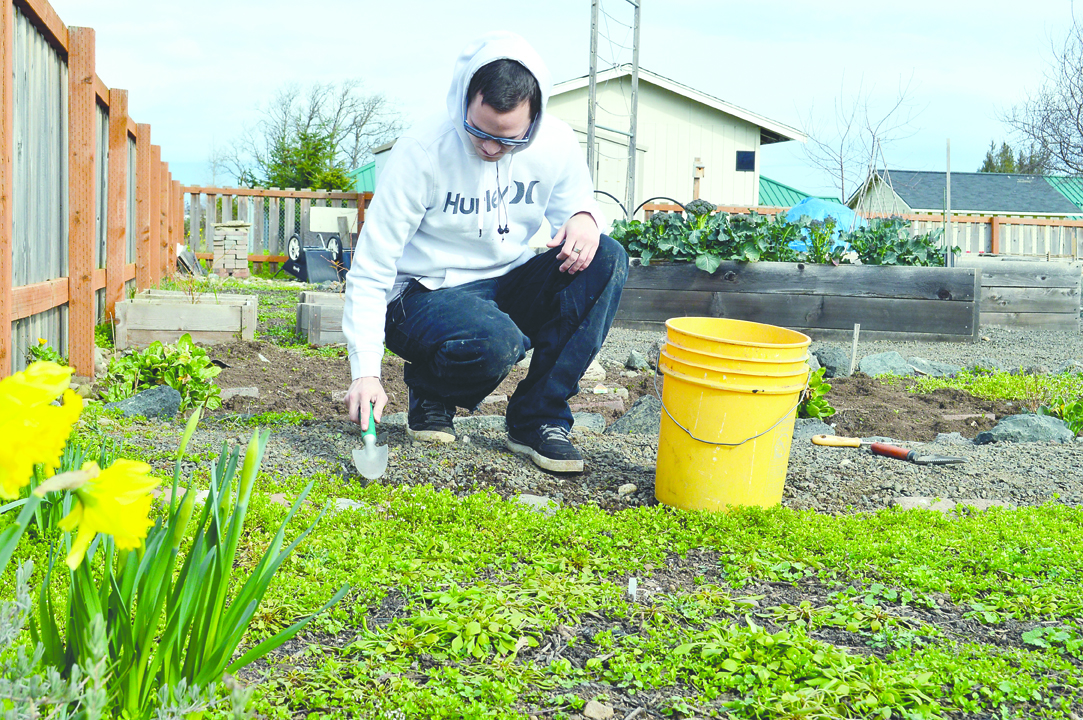 Volunteer Andrew Van Auken pulls up weeds in preparation for planting season at the Fir Street community garden plot