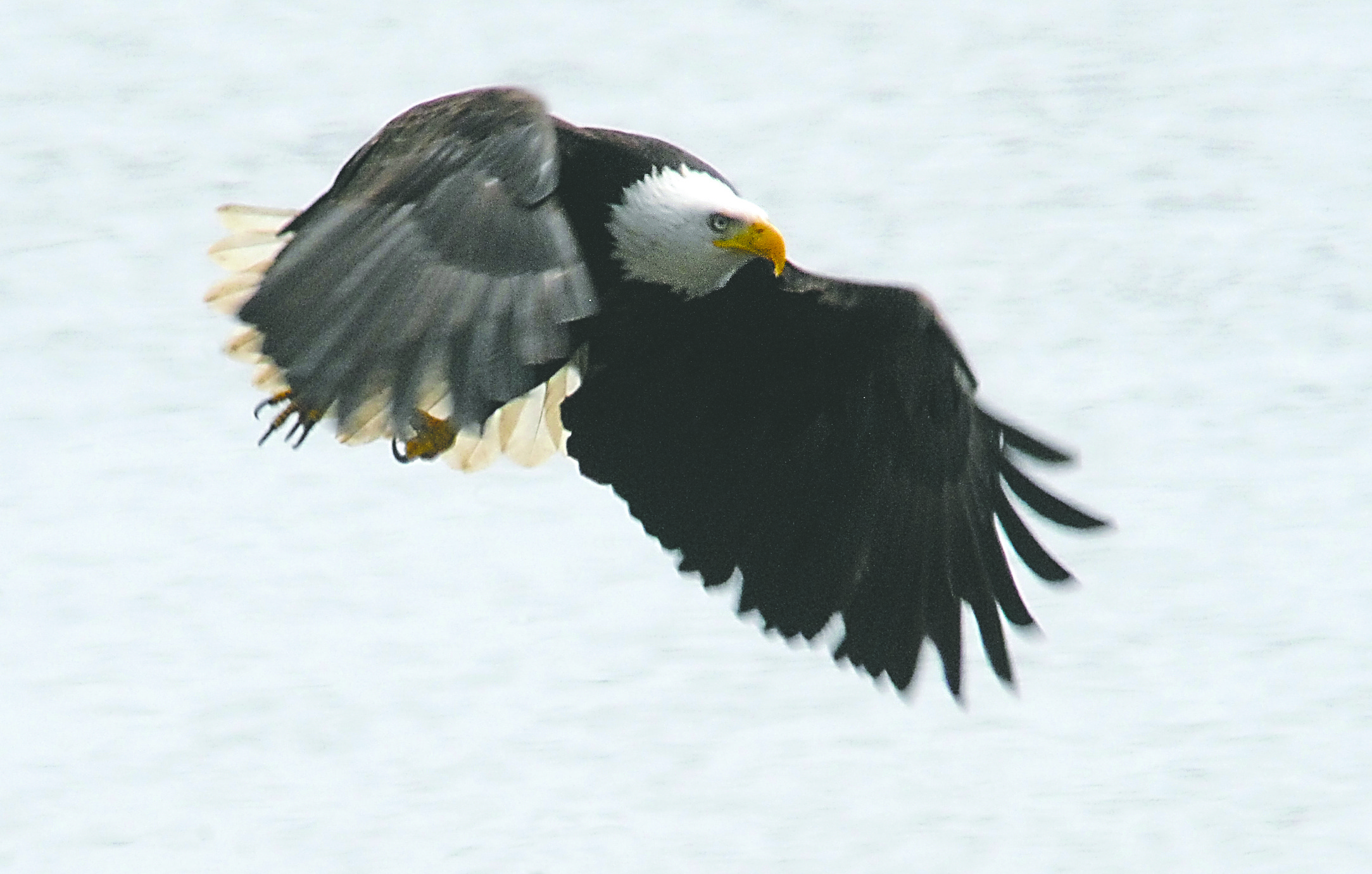 A bald eagle soars over the waters of Port Angeles Harbor in this file photo. Two other bald eagles were found shot and killed east of Forks on March 15