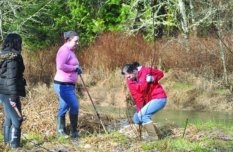 Planting trees on the Hoko River are