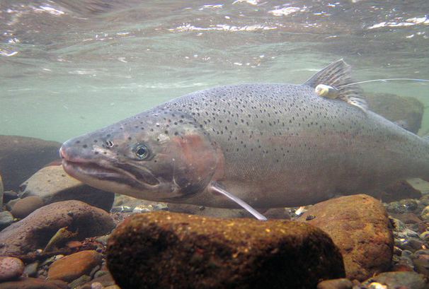 A wild steelhead