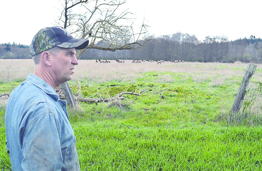 Troy Smith of Maple View Farms in Sequim looks over his barley crop