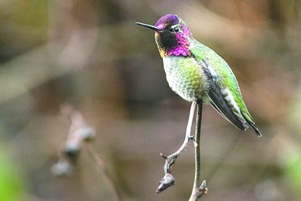 Anna's hummingbirds are native to the Northwest. Ken and Mary Campbell