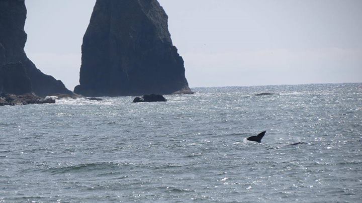 On the Quileute tribe