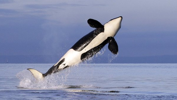 A killer whale breaches in Puget Sound. Elaine Thompson/The Associated Press