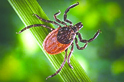 The Western black-legged tick is said to be common to Clallam County. U.S. Centers for Disease Control and Prevention