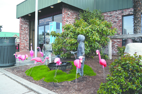 City Hall got flamingoed Monday night at Sequim as the high school senior class extorted city government into helping them throw the annual “safe and sober” graduation party. Joe Smillie/Peninsula Daily News