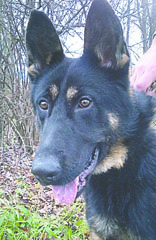 Port Angeles police K-9 Bogey