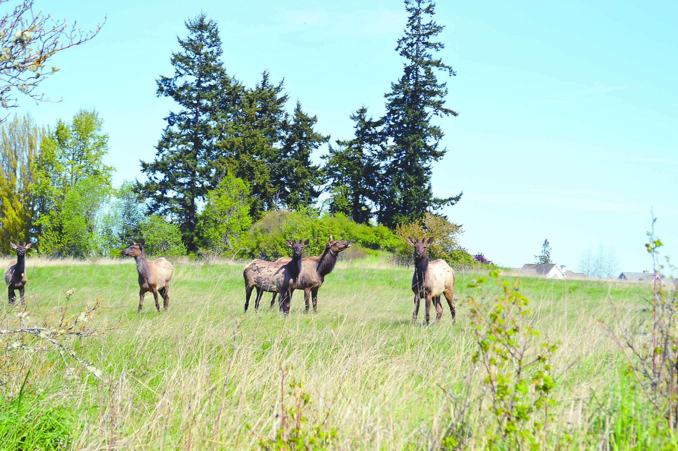 The Dungeness herd was seen last week in a farm field in Sequim north of the highway. Joe Smillie/Peninsula Daily News