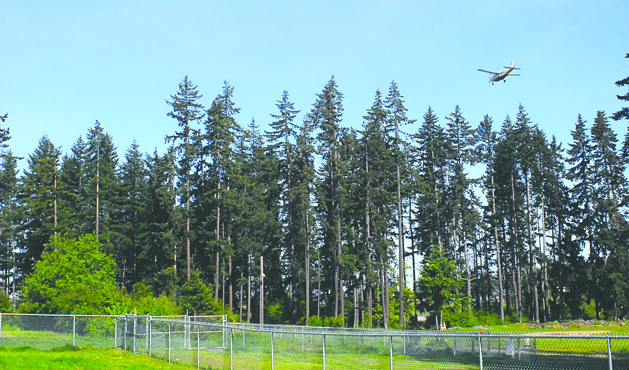 A Kenmore Air flight approaches William R. Fairchild International Airport in Port Angeles not far from a stand of trees at Lincoln Park that are set to be removed. Keith Thorpe/Peninsula Daily News