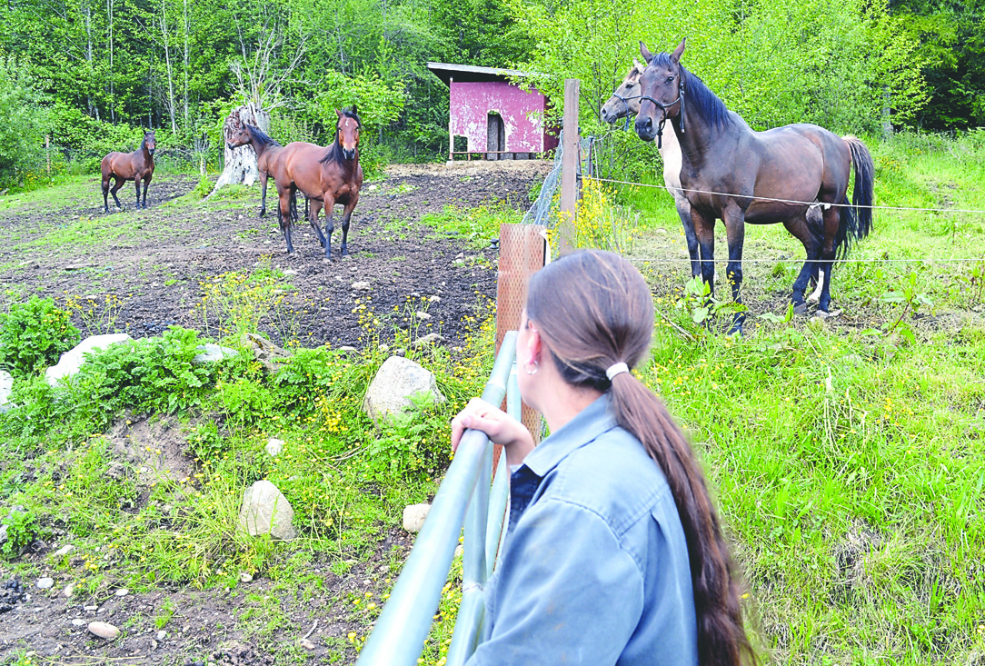 Center Valley Animal Rescue Director Sara Penhallegon keeps on eye on rescued horses at her facility