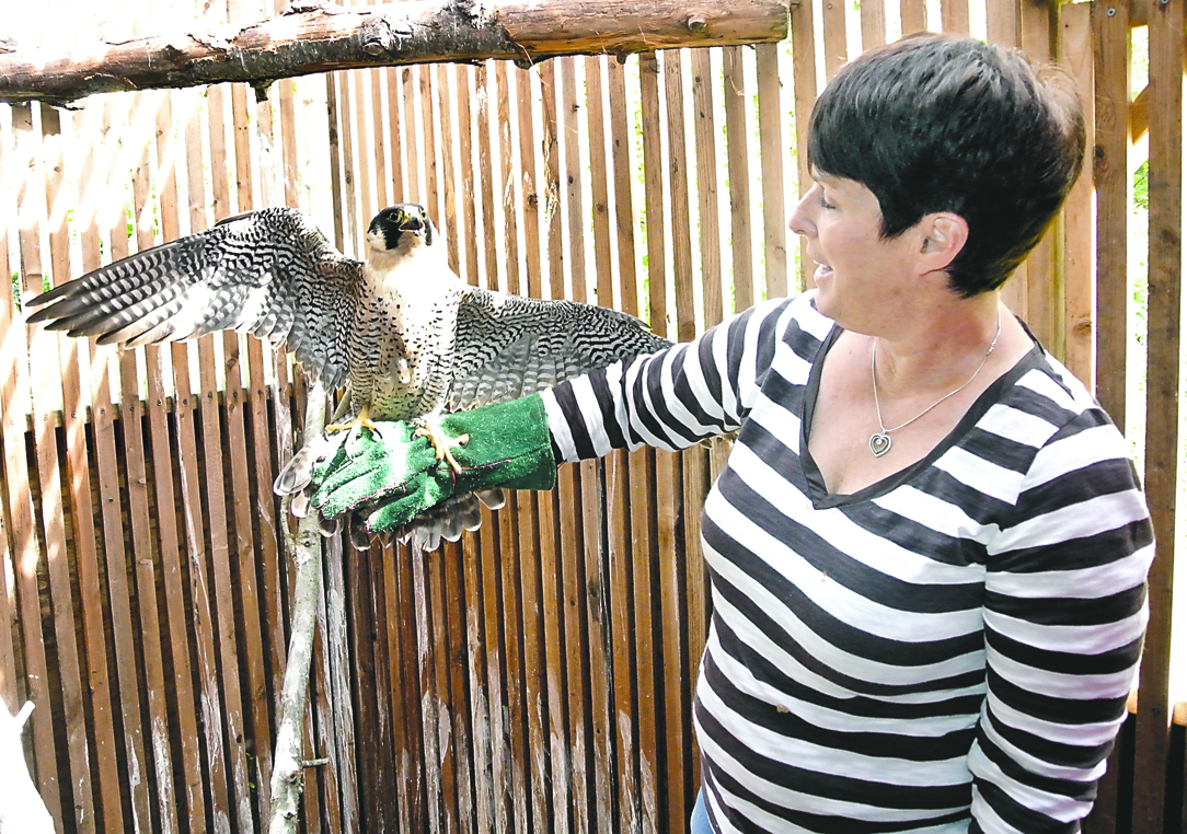 Cynthia Daily handles a peregrine falcon that she is rehabilitating in preparation for participation in an educational program. Charlie Bermant/Peninsula Daily News