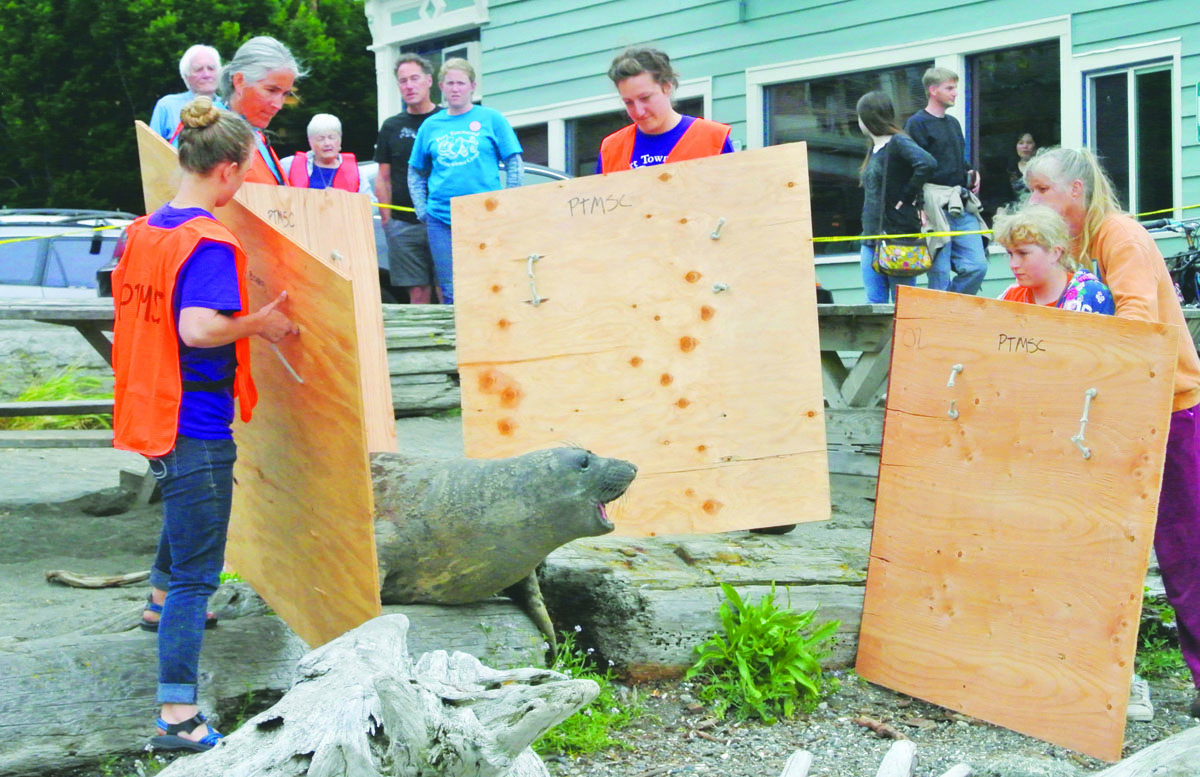 Volunteers with plywood coax Wanderer the seal back into the water in Port Townsend on Sunday. Charlie Bermant/Peninsula Daily News