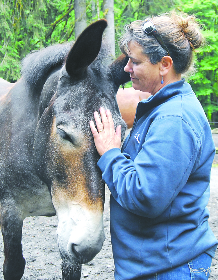 Kit Cramer of Winthrop pets a mule earlier this week at the Olympic National Park's Whiskey Bend Road corral. Keith Thorpe/Peninsula Daily News