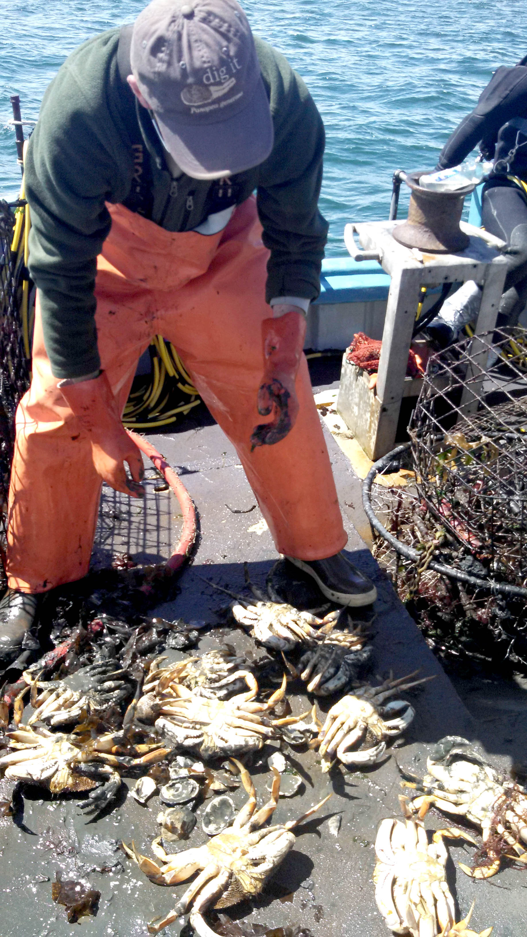 Biologist Paul Rudell inspects crabs pulled up in derelict crab pots from Dungeness Bay. Joe Smillie/Peninsula Daily News