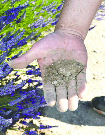 Arturo Flores holds Dungeness Valley topsoil in his hand at Greysmarsh Farm. Joe Smillie/Peninsula Daily News