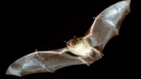 Bat that bit Jefferson County resident tests positive for rabies