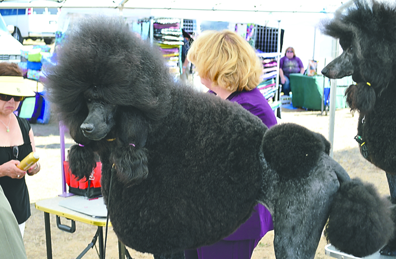 Groomed greyhounds