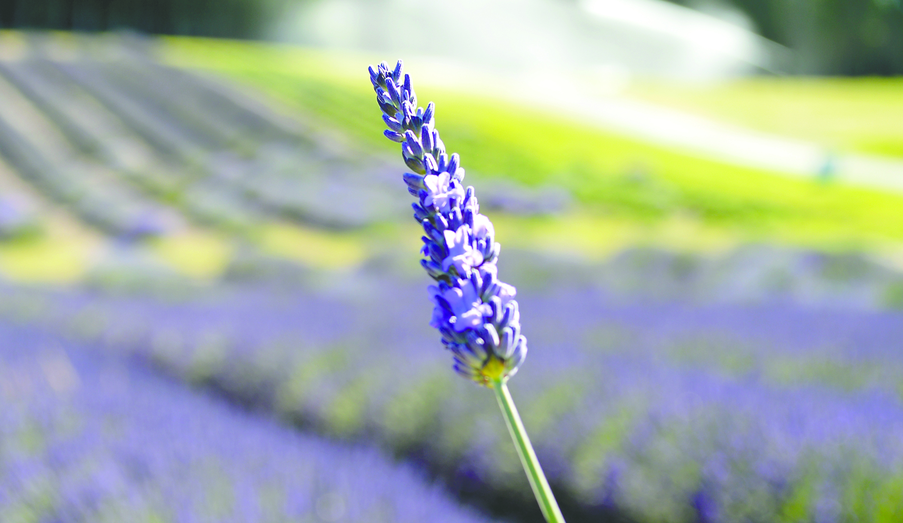 The lure of the purple plant proved as good as ever this year