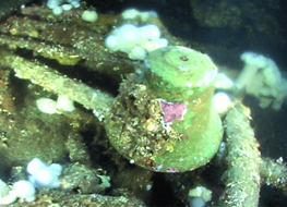 The bell of the shipwreck SS Governor is shown 240 feet below the surface of Admiralty Inlet. Maritime Documentation Society