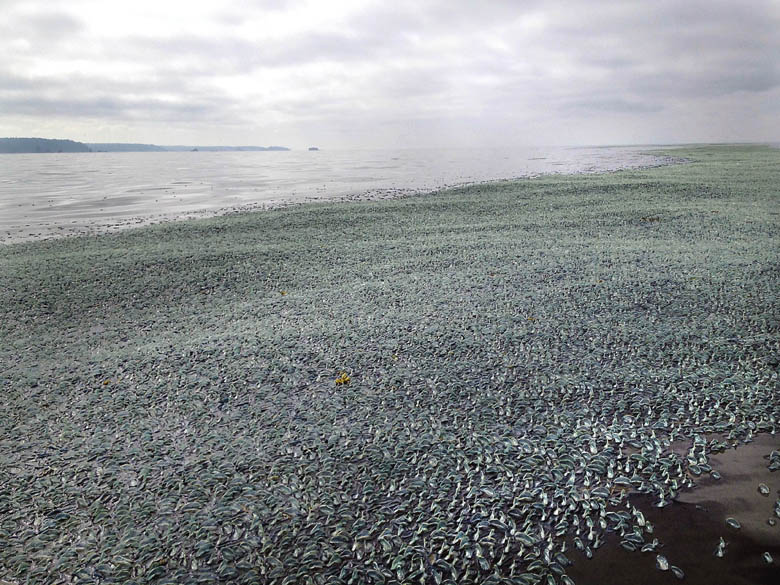 Sue Keilman and Scott Horton captured this flotilla of Velella velella from their boat off LaPush on Aug. 9. (Click on photo to enlarge)