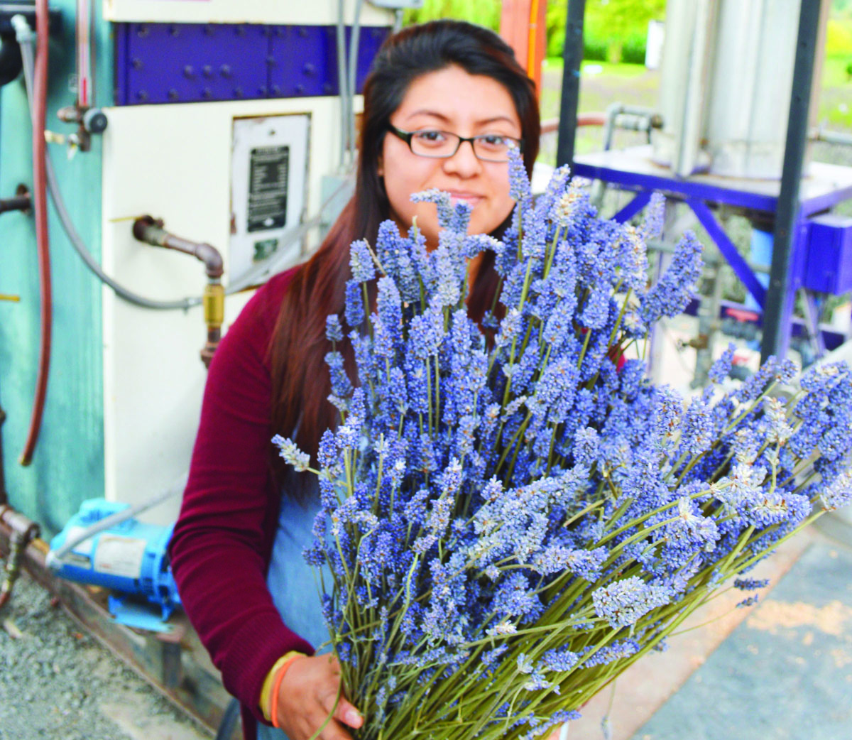 Cassi Calderon holds bundles of dried lavender in front of the distilling machine at Purple Haze farm in Sequim. The final product from distilling the plants will be an aromatic oil. Joe Smillie/Peninsula Daily News