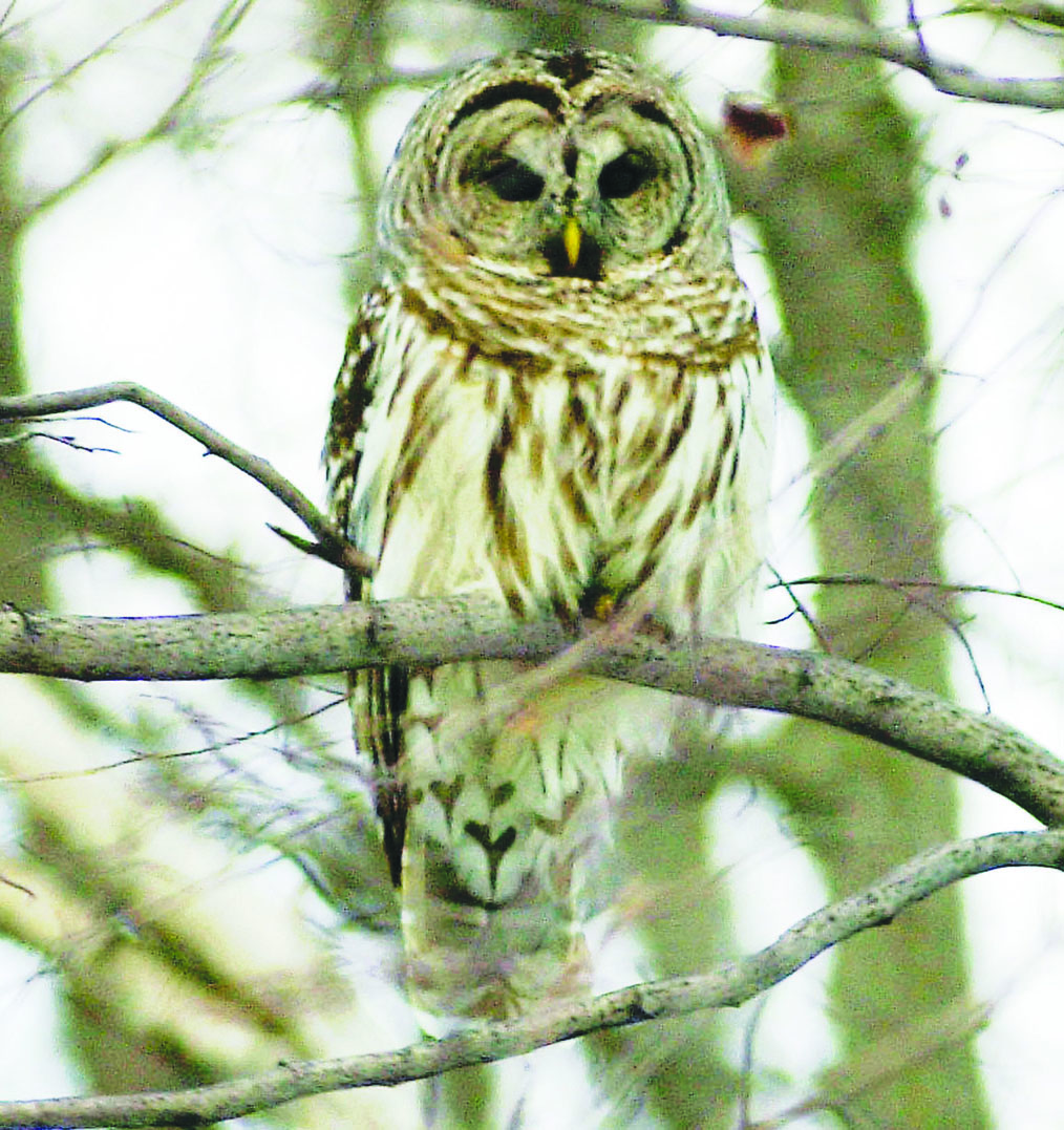 The U.S. Fish and WIldlife Service wants to kill or capture barred owls