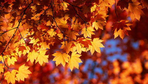 Fall officially arrives this afternoon