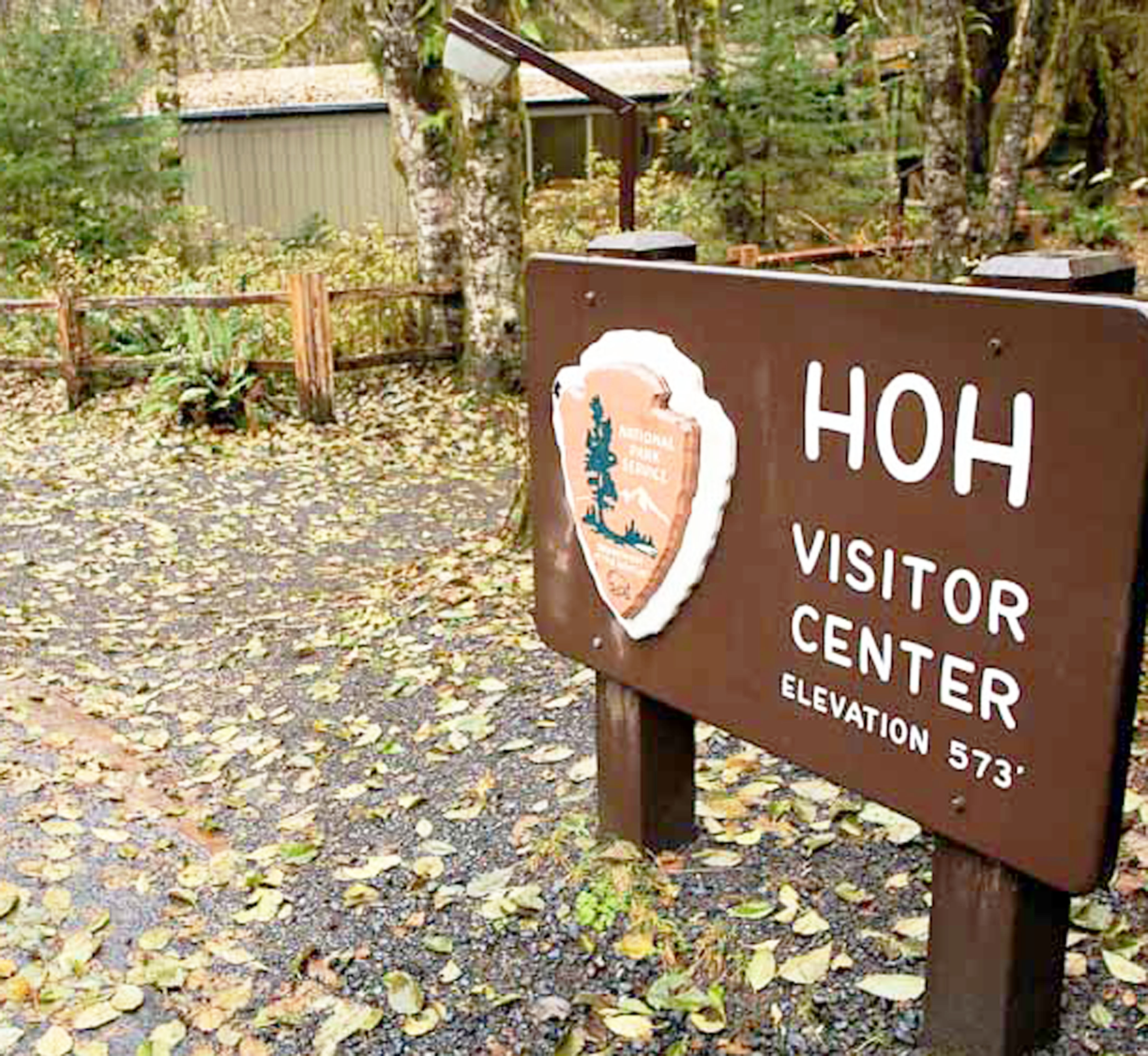 Hoh Rain Forest is an appropriate place to visit on a rainy day today.