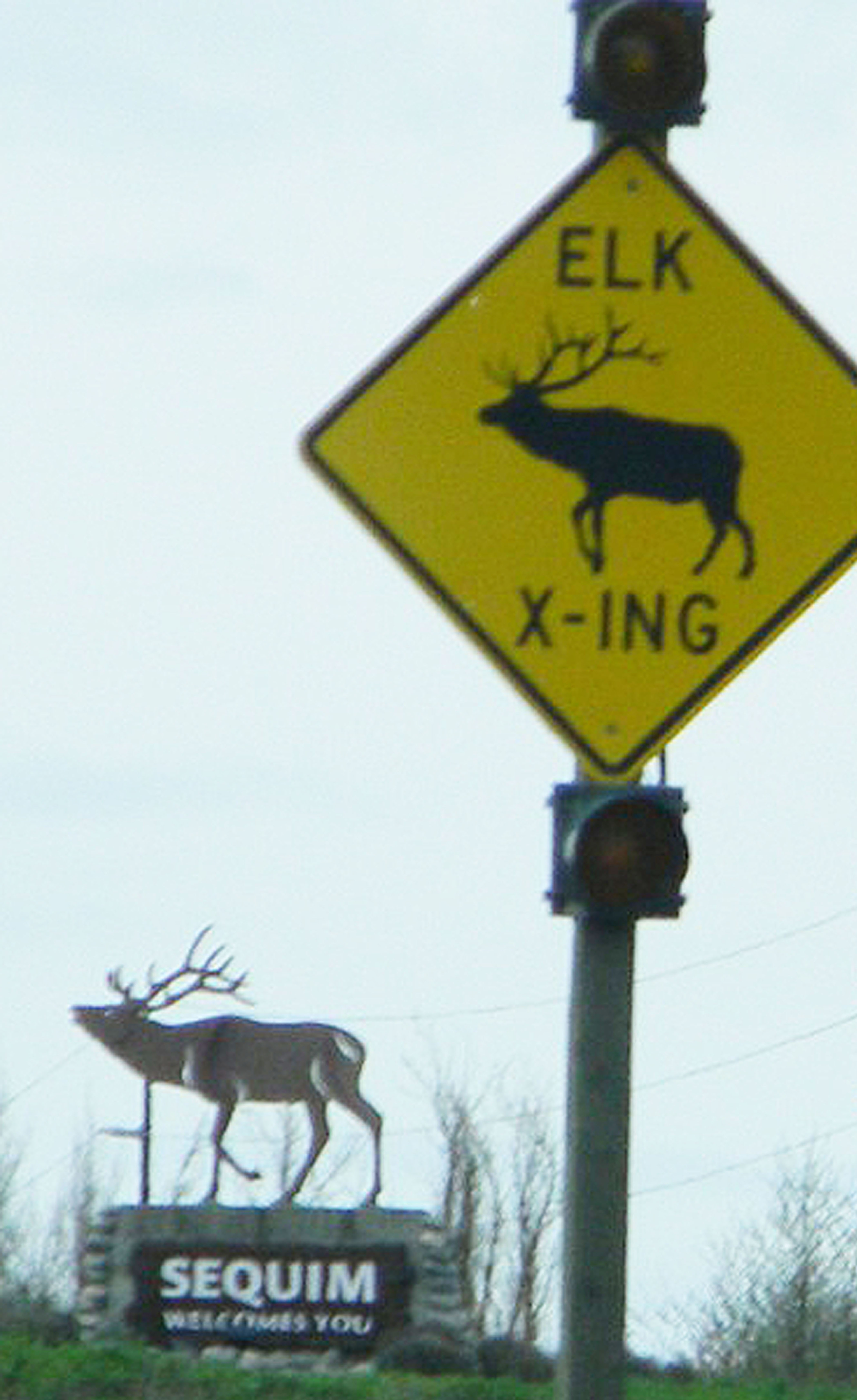 A statue of a Roosevelt elk — and one of several elk-warning signals — welcome motorists to Sequim. File photo