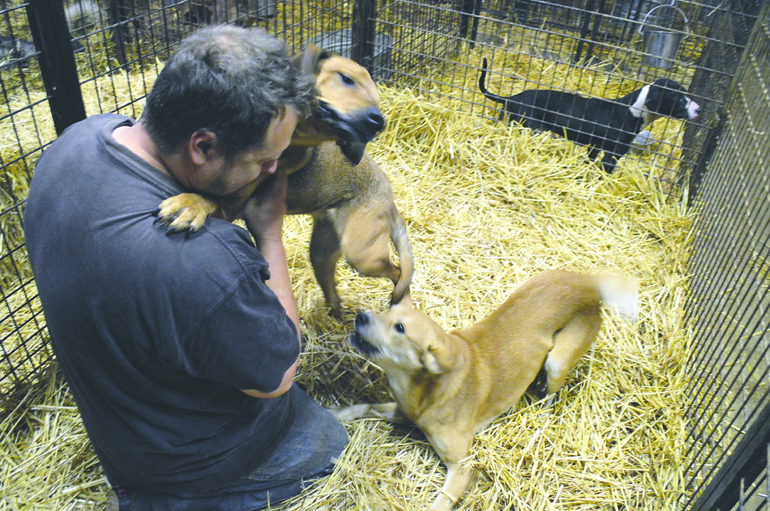 Steve Markwell interacts with dogs at his Olympic Animal Sanctuary in Forks. Joe Smillie/Peninsula Daily News