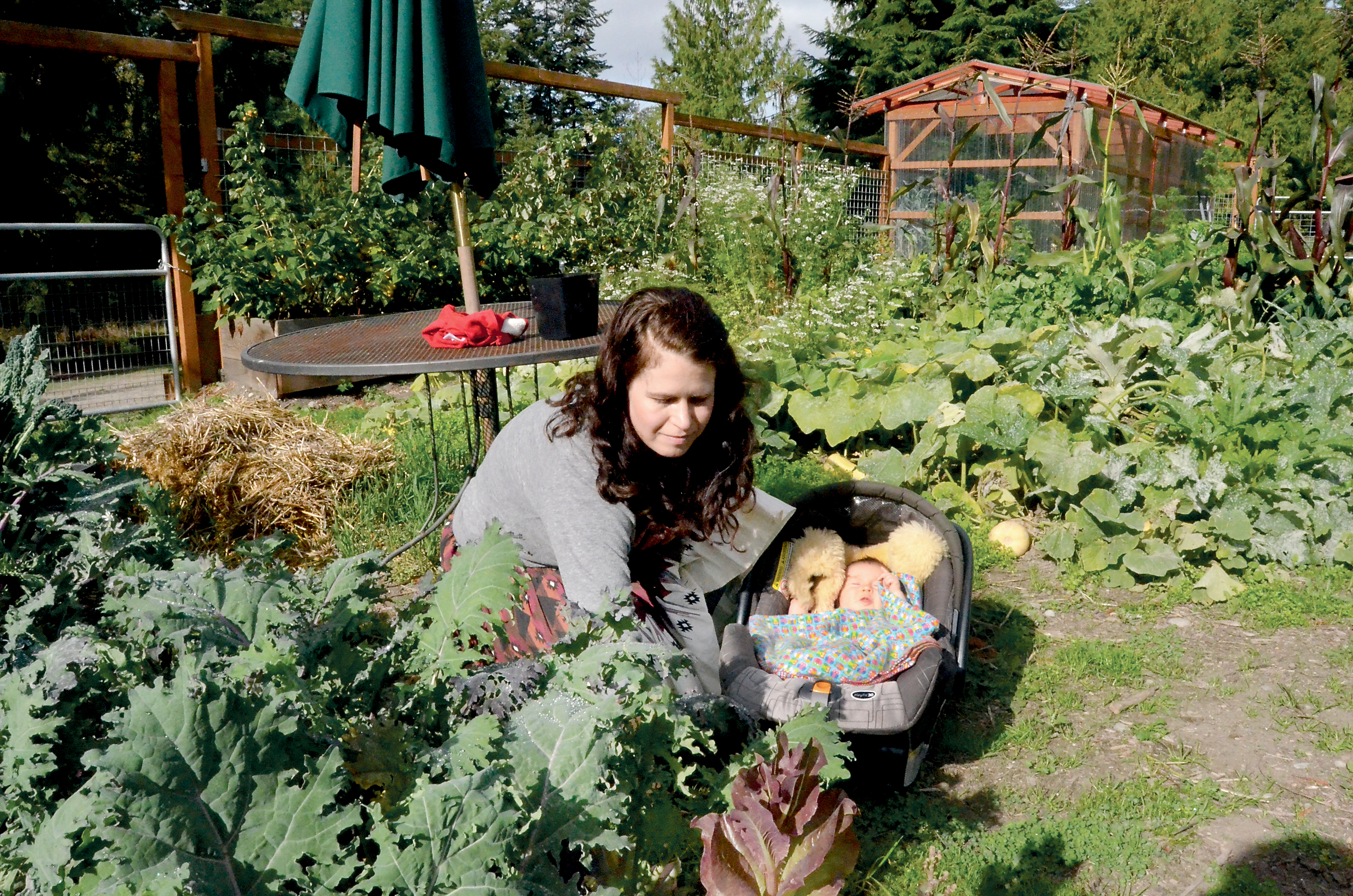 Newly named Port Townsend Farmers Market Director Amanda Milholland prepares her garden for the winter with help from her three-month-old daughter