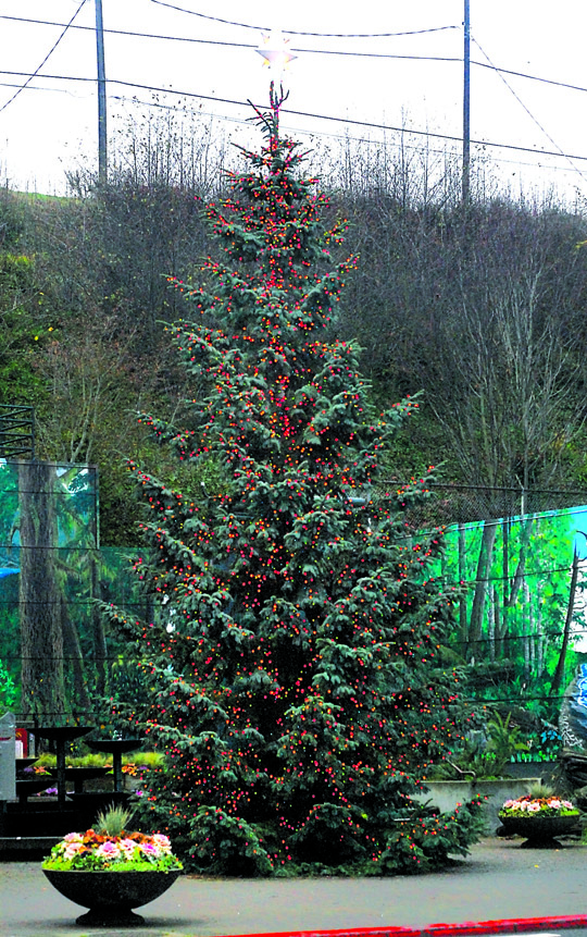 The downtown Port Angeles Christmas tree stands illuminated in 2012 at the Conrad Dyar Memorial Fountain at First and Laurel streets. Keith Thorpe/Peninsula Daily News