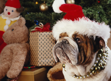 'Paws' to enter your holiday-happy pet in our online photo contest!