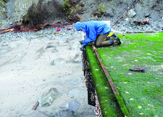 A researcher checks the large dock that washed up near LaPush. Washington State Fish and Wildlife