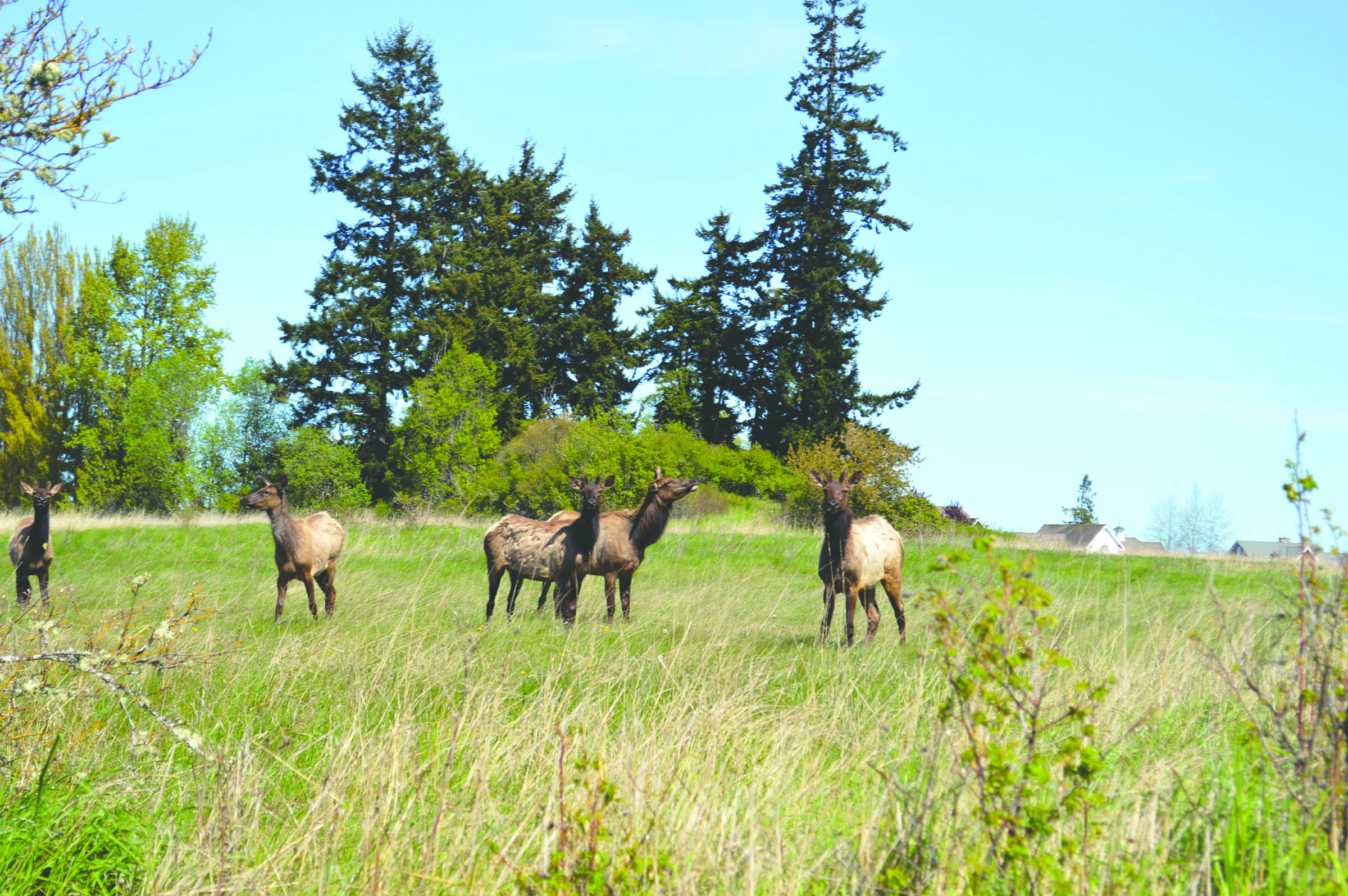 The Sequim elk herd rests in Ken and Janie Leuthold's field on Keeler Road east of Sequim in May 2013. — Joe Smillie/Peninsula Daily News