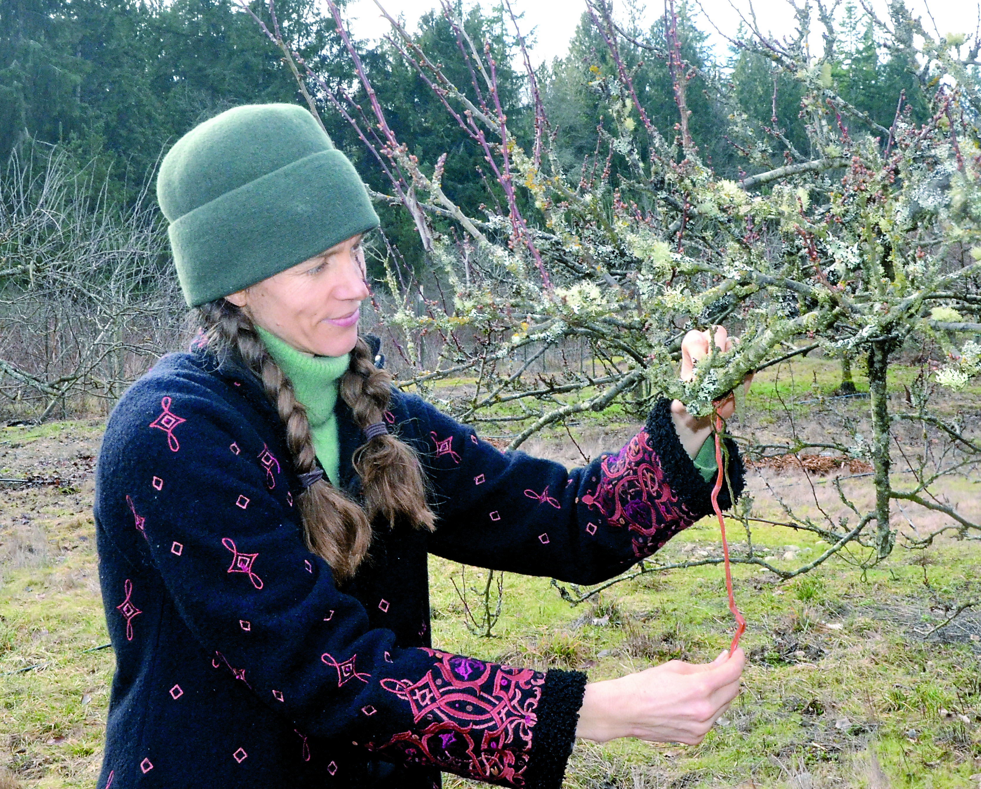 Crystie Kisler ties bread to a fruit tree in preparation for Saturday's Wassail celebration at Finnriver Farms in Chimacum. — Charlie Bermant/Peninsula Daily News