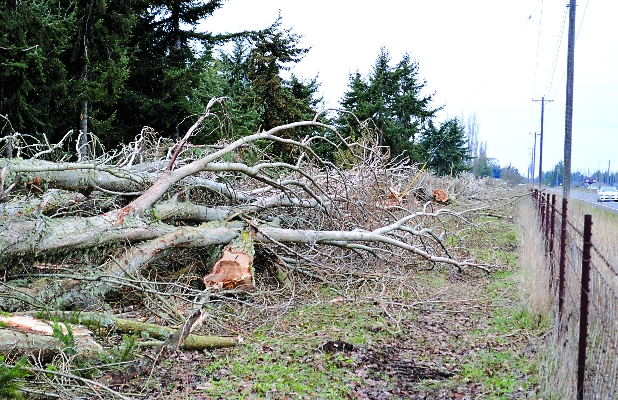 The 40-year-old trees were deemed a hazard after one of them was blown onto power lines in December during a storm. Joe Smillie/Peninsula Daily News