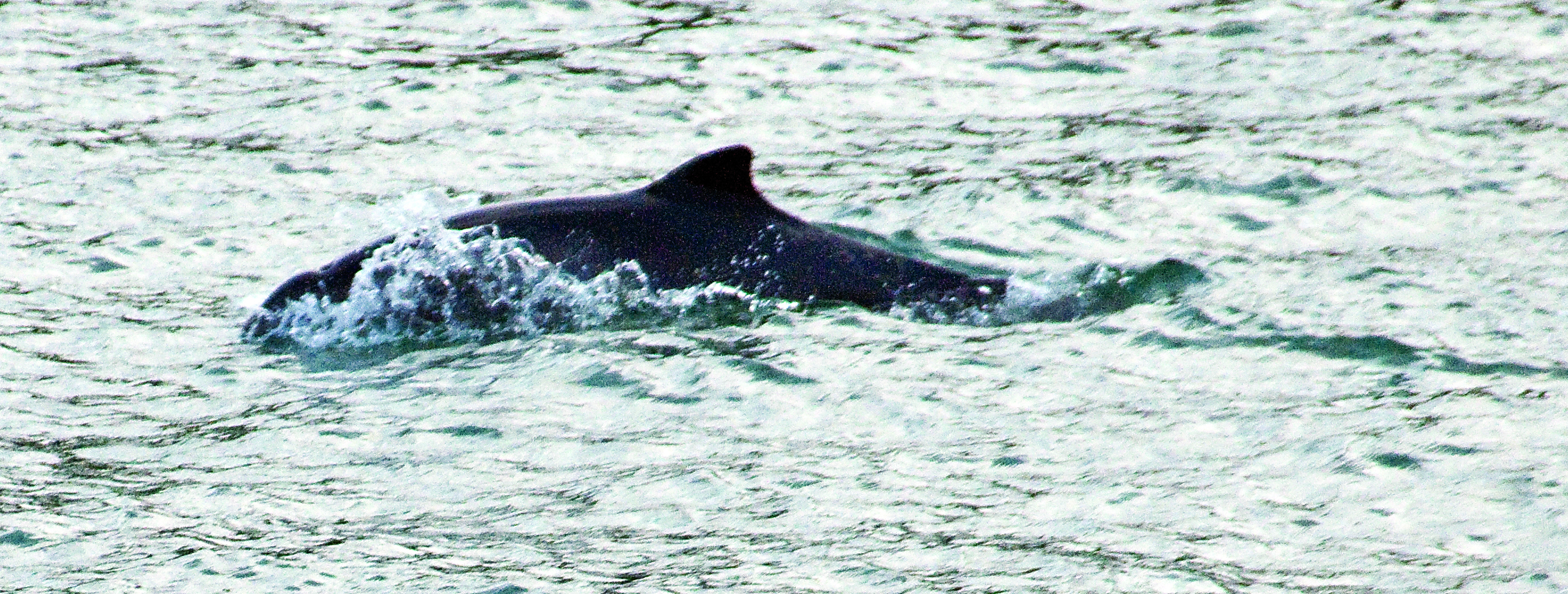 A Puget Sound harbor porpoise breaches. Pacific Biodiversity Institute