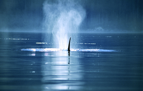 A scene from “The Whale