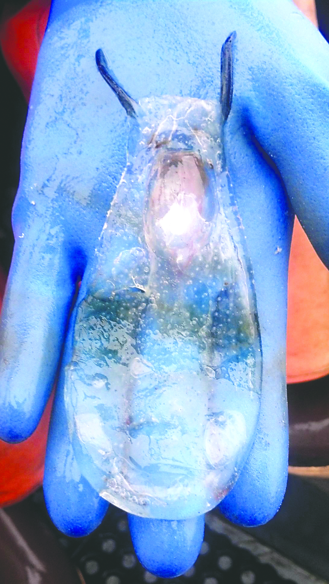 The blue bottles are coming, but what exactly are these creatures?